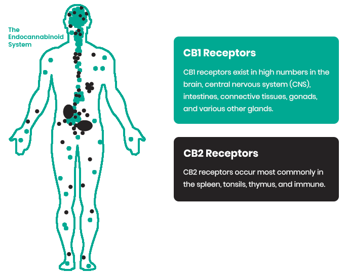 Endocannabinoid System Infographic